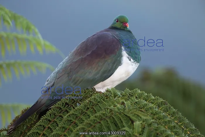 : New Zealand Pigeon / Kereru : New Zealand Pigeon / Kereru