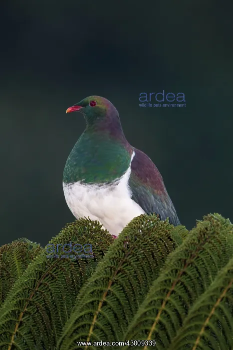 : New Zealand Pigeon / Kereru : New Zealand Pigeon / Kereru