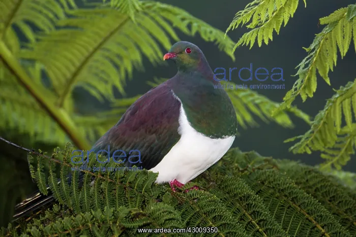 : New Zealand Pigeon / Kereru : New Zealand Pigeon / Kereru