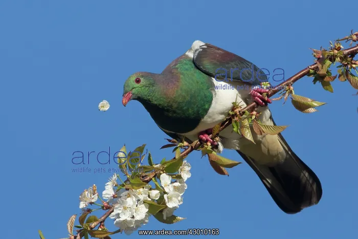 : New Zealand Pigeon / Kereru : New Zealand Pigeon / Kereru