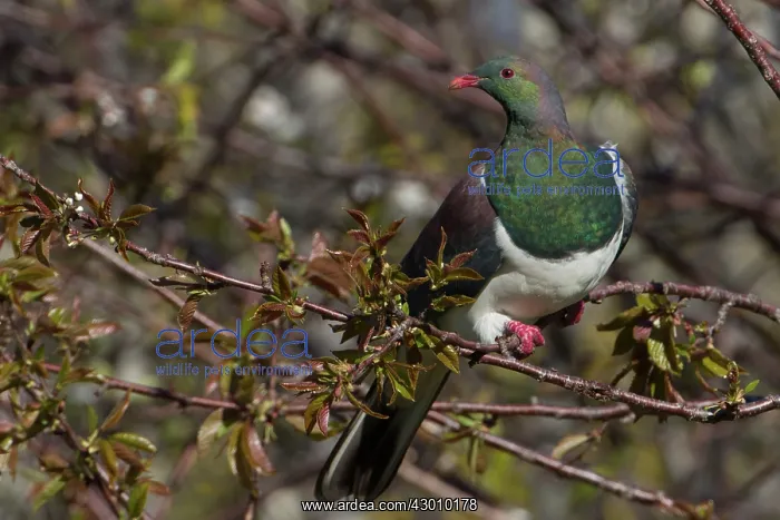 : New Zealand Pigeon / Kereru : New Zealand Pigeon / Kereru