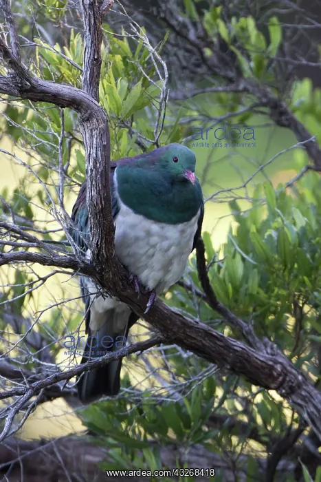 : New Zealand Pigeon - Perched in a tree - Blumine : New Zealand Pigeon - Perched in a tree - Blumine