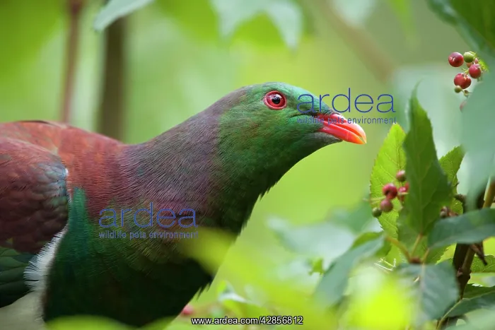 : New Zealand Pigeon - portrait of an adult one : New Zealand Pigeon - portrait of an adult one