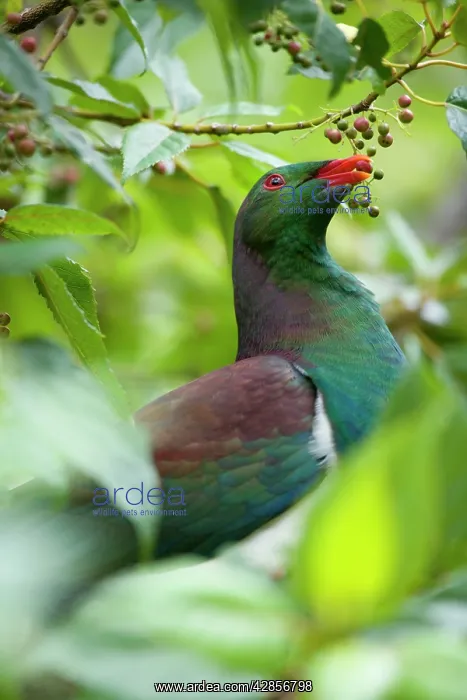 : New Zealand Pigeon - portrait of an adult one sitting : New Zealand Pigeon - portrait of an adult one sitting