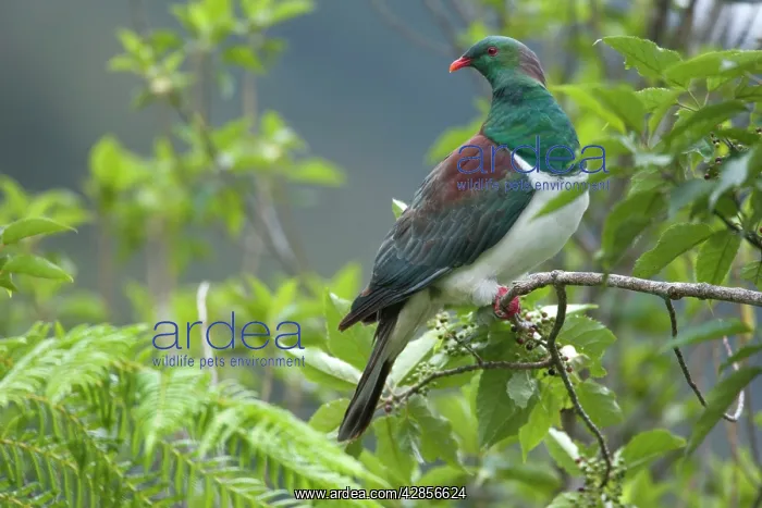 : New Zealand Pigeon - sitting in a tree about to : New Zealand Pigeon - sitting in a tree about to