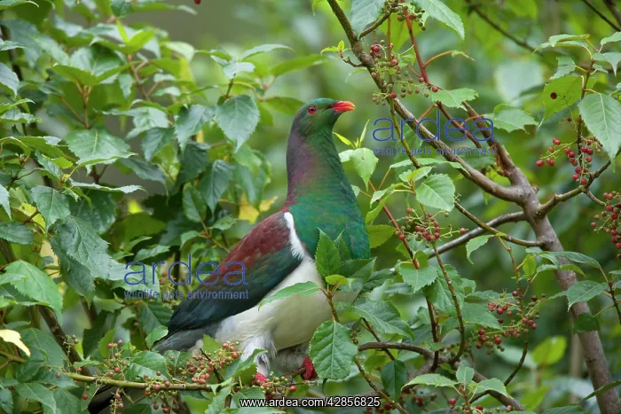 : New Zealand Pigeon - sitting in a tree about to : New Zealand Pigeon - sitting in a tree about to