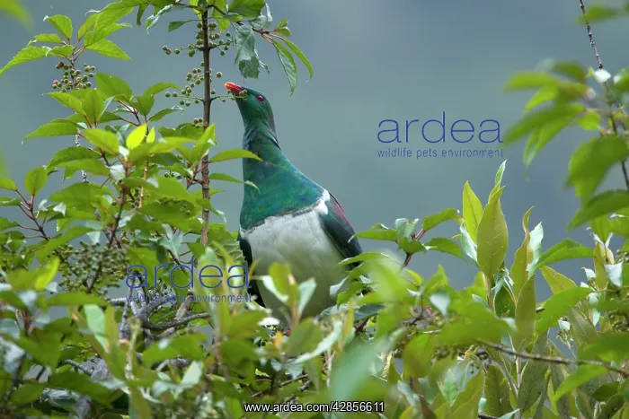 : New Zealand Pigeon - sitting in a tree feeding on berries : New Zealand Pigeon - sitting in a tree feeding on berries