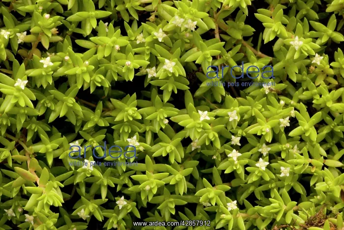 : New Zealand pigmy-weed : New Zealand pigmy-weed