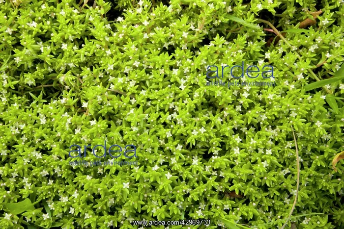 : New Zealand Pigmyweed : New Zealand Pigmyweed