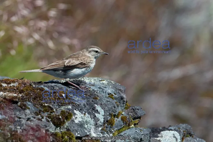 : New Zealand Pipit altitude 1400m : New Zealand Pipit altitude 1400m