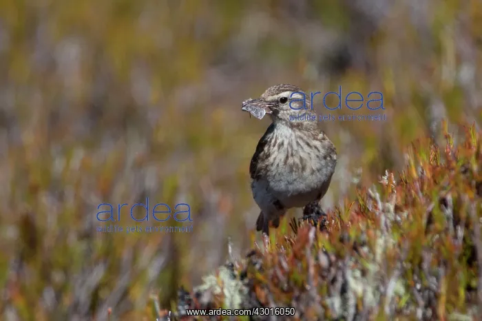 : New Zealand Pipit Altitude 1400m : New Zealand Pipit Altitude 1400m