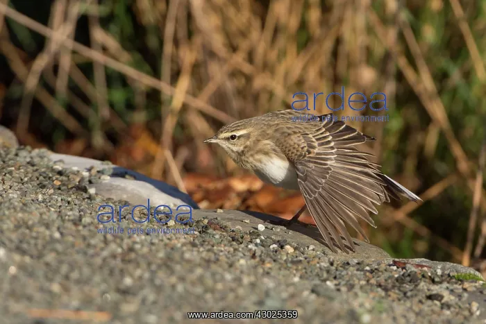 : New Zealand Pipit stretching wings : New Zealand Pipit stretching wings