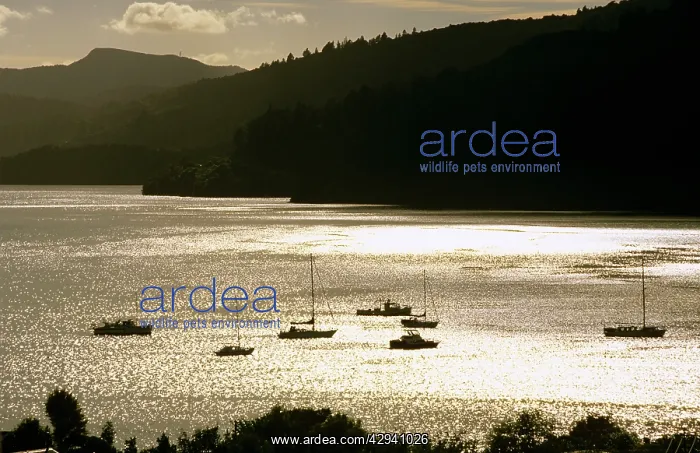 : New Zealand - Queen Charlotte Sound Marlborough Sounds : New Zealand - Queen Charlotte Sound Marlborough Sounds