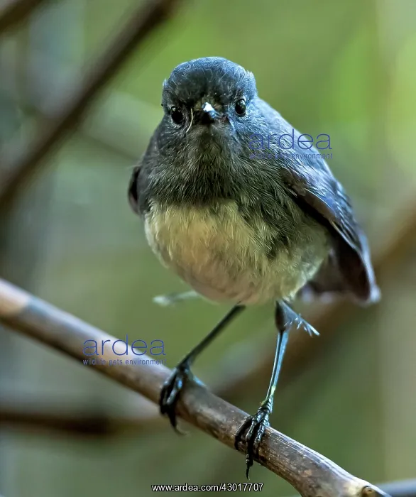  : New Zealand Robin  /  Toutouwai on tree