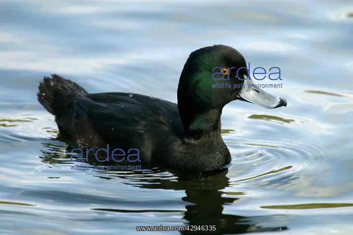 : New Zealand Scaup / Black Teal - Female : New Zealand Scaup / Black Teal - Female