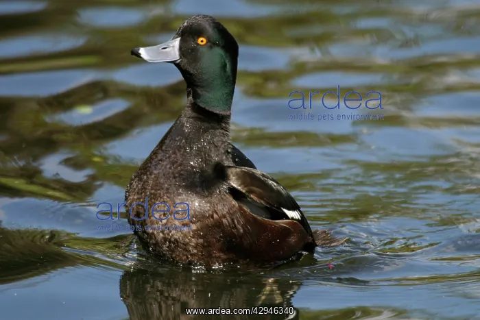 : New Zealand Scaup / Black Teal - Male : New Zealand Scaup / Black Teal - Male