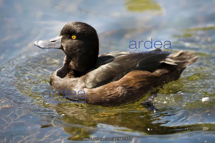 : New Zealand Scaup / Black Teal. Male at The Groynes : New Zealand Scaup / Black Teal. Male at The Groynes