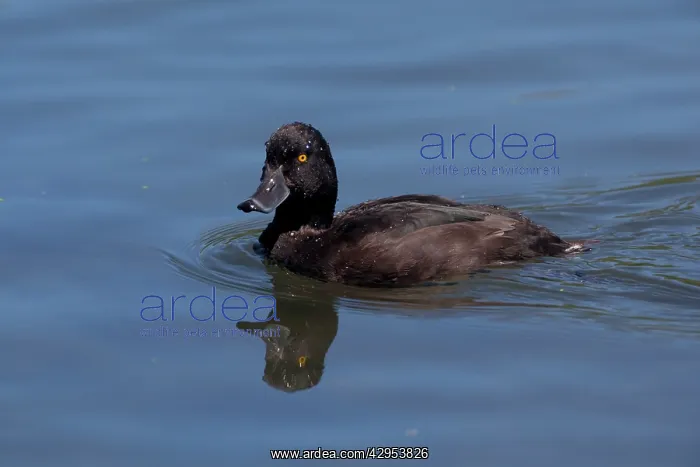 : New Zealand Scaup / Black Teal - on the water : New Zealand Scaup / Black Teal - on the water