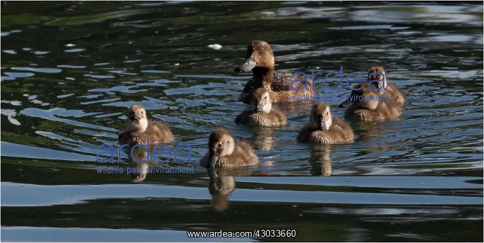 : New Zealand Scaup - A female with ducklings - Western : New Zealand Scaup - A female with ducklings - Western
