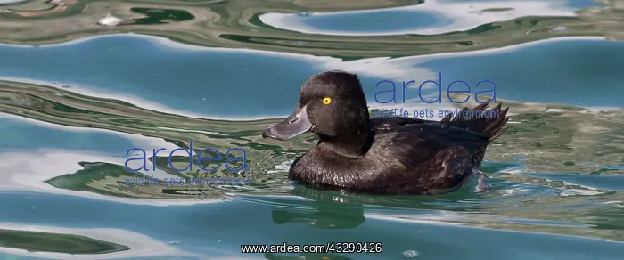 : New Zealand Scaup - male : New Zealand Scaup - male