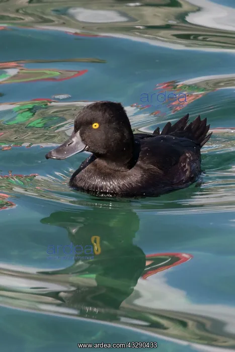 : New Zealand Scaup - male : New Zealand Scaup - male