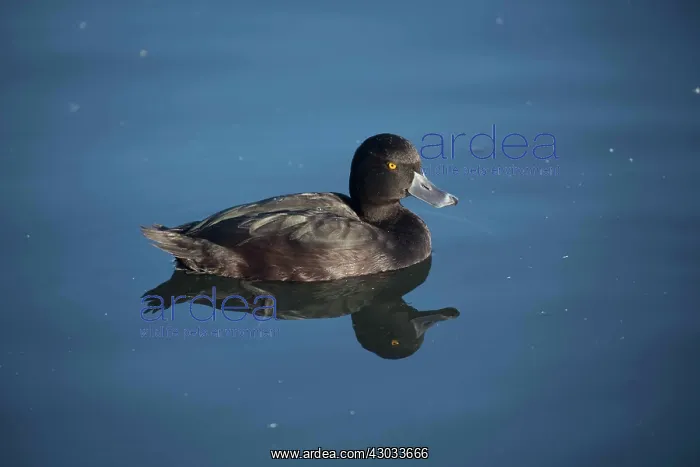 : New Zealand Scaup - male - At Western Springs - : New Zealand Scaup - male - At Western Springs -