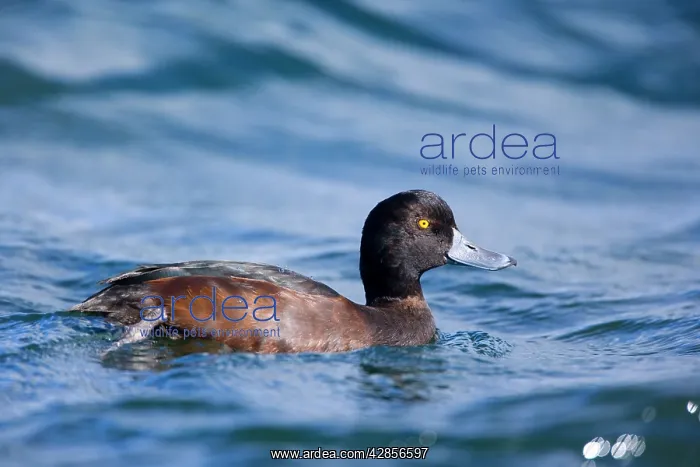 : New Zealand Scaup - swimming in freshwater lake : New Zealand Scaup - swimming in freshwater lake