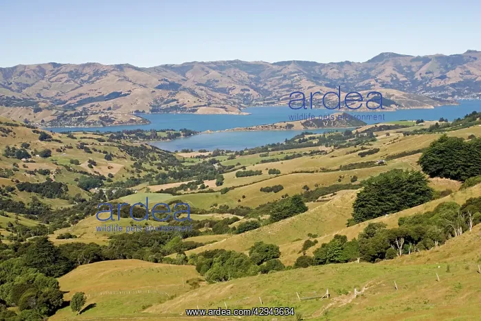 : New Zealand - Scenic of Akaroa harbour surrounded : New Zealand - Scenic of Akaroa harbour surrounded