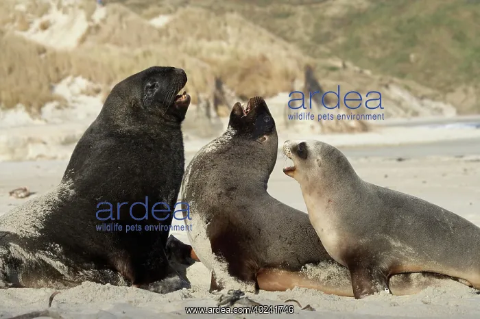 : New Zealand Sea Lion Bull, Cow, and Juvenile : New Zealand Sea Lion Bull, Cow, and Juvenile
