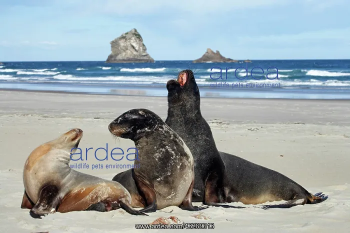 : New Zealand Sea Lion Bull, Cow, and Juvenile : New Zealand Sea Lion Bull, Cow, and Juvenile