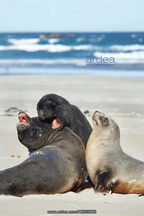 : New Zealand Sea Lion Bull, Cow, and Juvenile : New Zealand Sea Lion Bull, Cow, and Juvenile