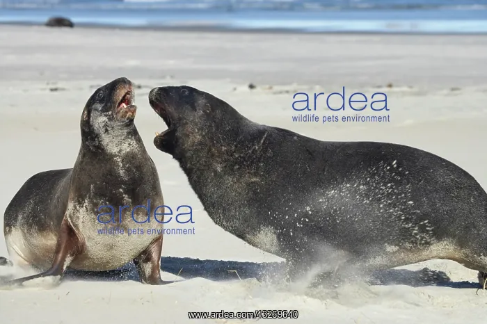 : New Zealand Sea Lion Bull and Cow (Phocarctos : New Zealand Sea Lion Bull and Cow (Phocarctos