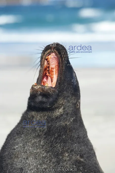: New Zealand Sea Lion Bull (Phocarctos hookeri) : New Zealand Sea Lion Bull (Phocarctos hookeri)