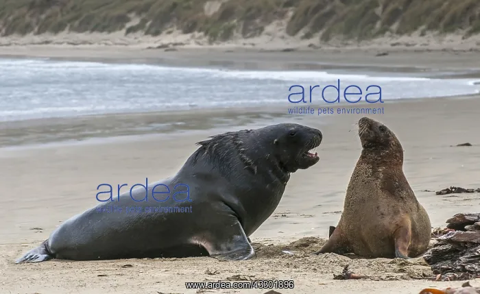 : New Zealand sea lion (Phocarctos hookeri) comin : New Zealand sea lion (Phocarctos hookeri) comin