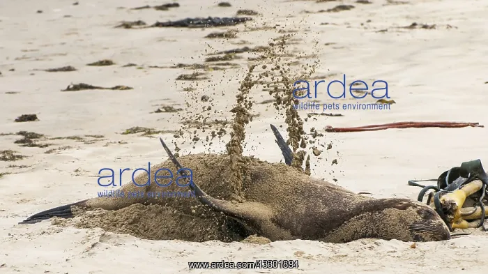 : New Zealand sea lion (Phocarctos hookeri) femal : New Zealand sea lion (Phocarctos hookeri) femal