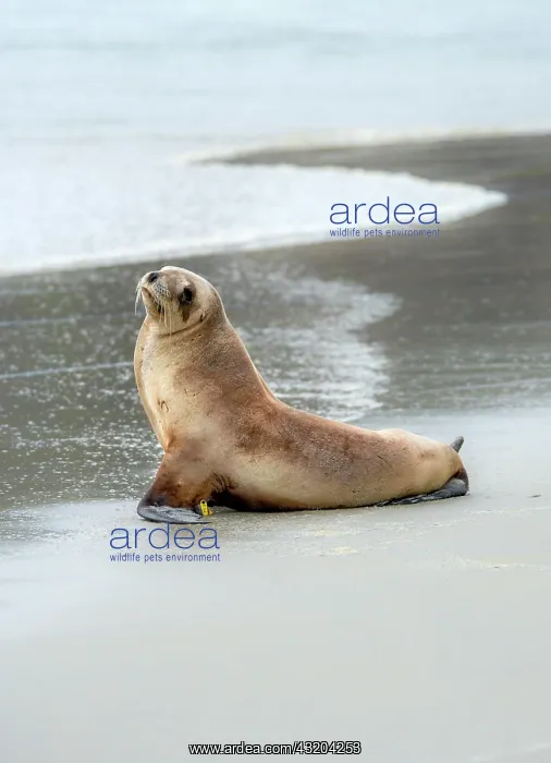 : New Zealand sea lion (Phocarctos hookeri) sitting : New Zealand sea lion (Phocarctos hookeri) sitting