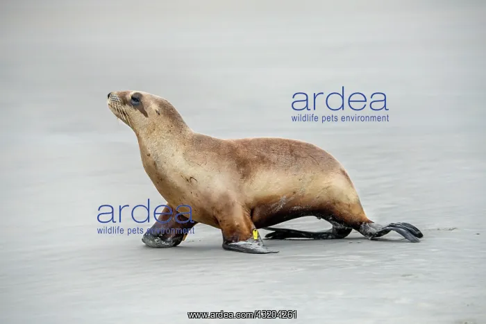  : New Zealand sea lion (Phocarctos hookeri) sitting