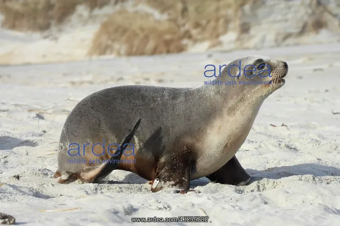 : New Zealand Sea Lion Pup (tag 9003) (Phocarctos : New Zealand Sea Lion Pup (tag 9003) (Phocarctos