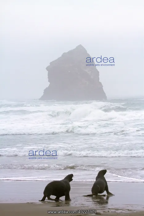 : New Zealand Sea Lions (Phocarctos hookeri) : New Zealand Sea Lions (Phocarctos hookeri)