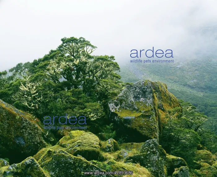 : New Zealand - showing epiphytic lichen growth on tree : New Zealand - showing epiphytic lichen growth on tree