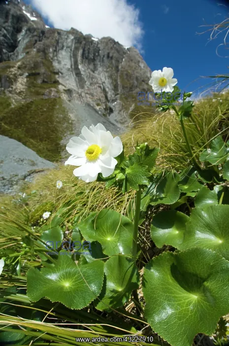 : New Zealand, South Island, Arthurs Pass : New Zealand, South Island, Arthurs Pass