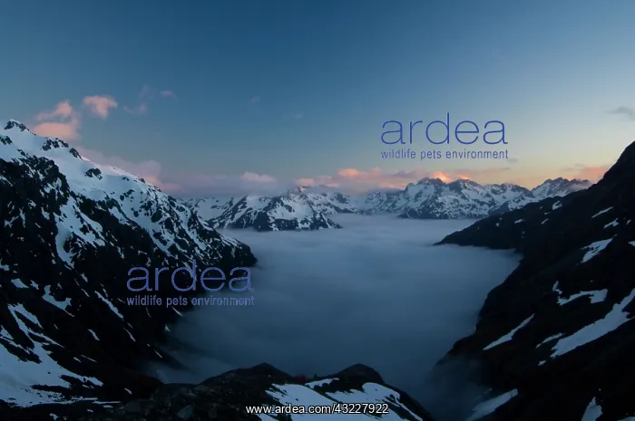 : New Zealand, South Island, Arthurs Pass : New Zealand, South Island, Arthurs Pass