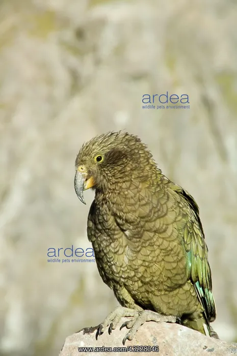 : New Zealand, South Island, Arthurs Pass : New Zealand, South Island, Arthurs Pass