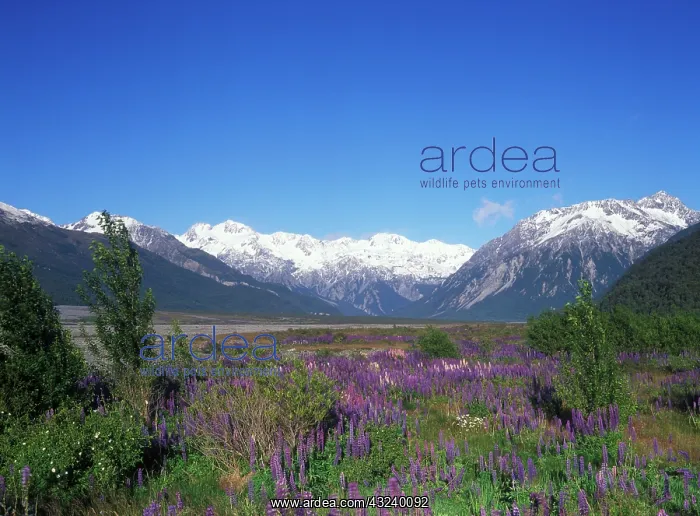 : New Zealand, South Island, Arthur's Pass : New Zealand, South Island, Arthur's Pass