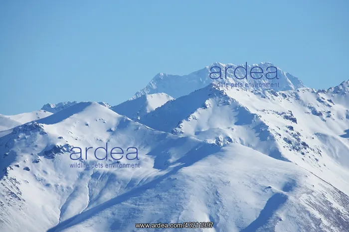 : New Zealand, South Island, Canterbury, Mackenzie : New Zealand, South Island, Canterbury, Mackenzie