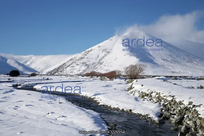 : New Zealand, South Island, Canterbury, Mackenzie : New Zealand, South Island, Canterbury, Mackenzie