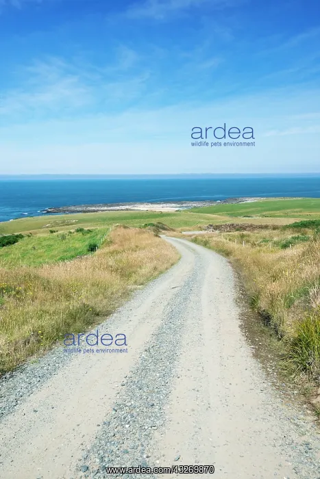 : New Zealand, South Island, Catlins, Slope : New Zealand, South Island, Catlins, Slope