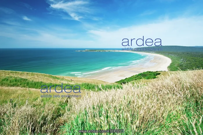 : New Zealand, South Island, Catlins, Tautuku : New Zealand, South Island, Catlins, Tautuku