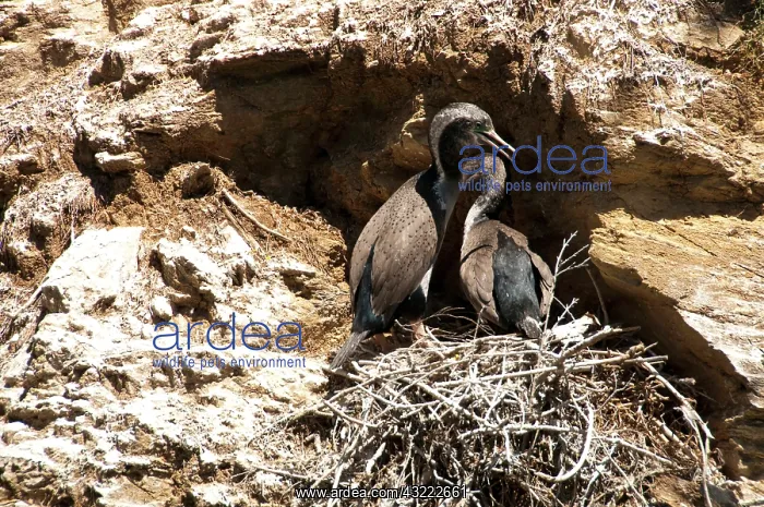 : New Zealand, South Island: Cormorants in : New Zealand, South Island: Cormorants in