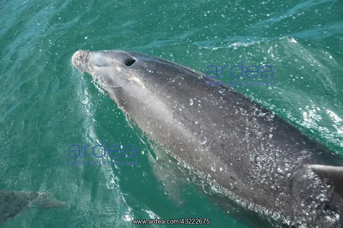 : New Zealand, South Island: Dolphins and : New Zealand, South Island: Dolphins and
